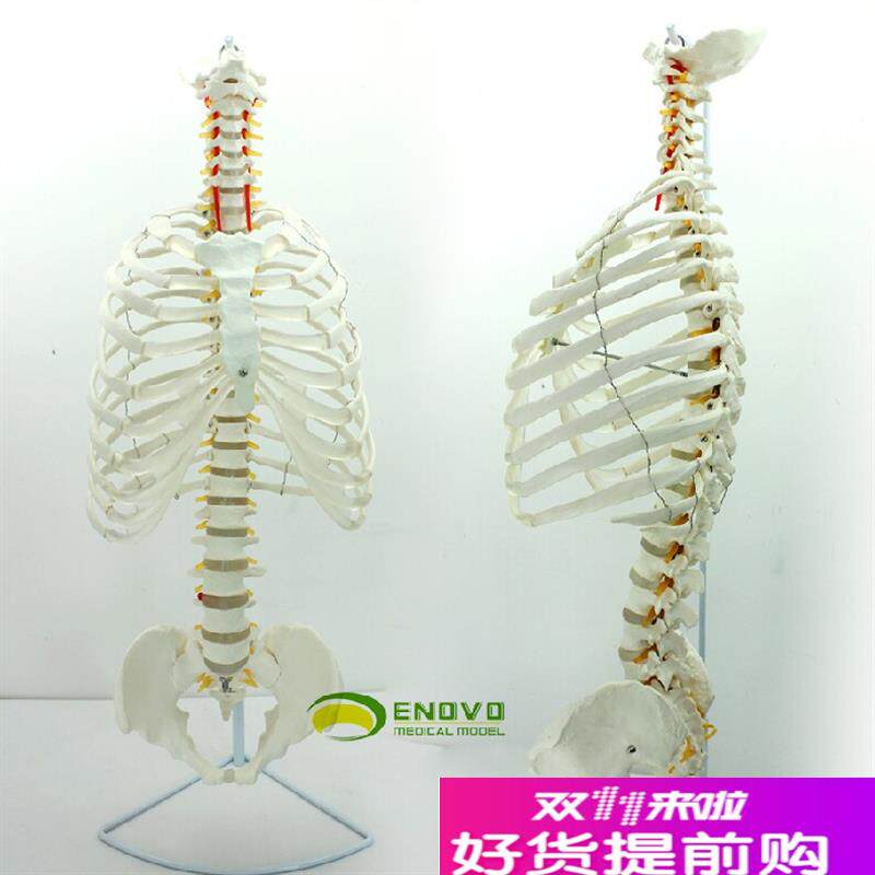 ENOVO颐诺医学人体脊柱模型脊椎D骨盆整骨胸骨肋骨胸腔骼模骨架型