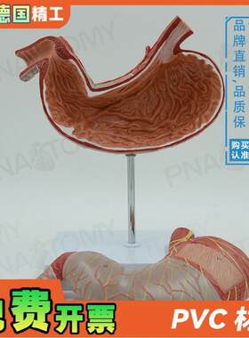 德国】人体内脏肠胃解剖模型消化系统胃肠道胃黏膜X食管教学消化