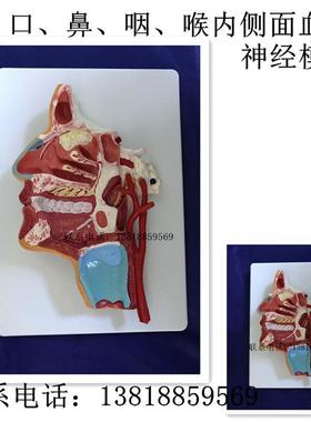 口鼻咽喉内侧面血管神经模型脸部解N剖结构A18108