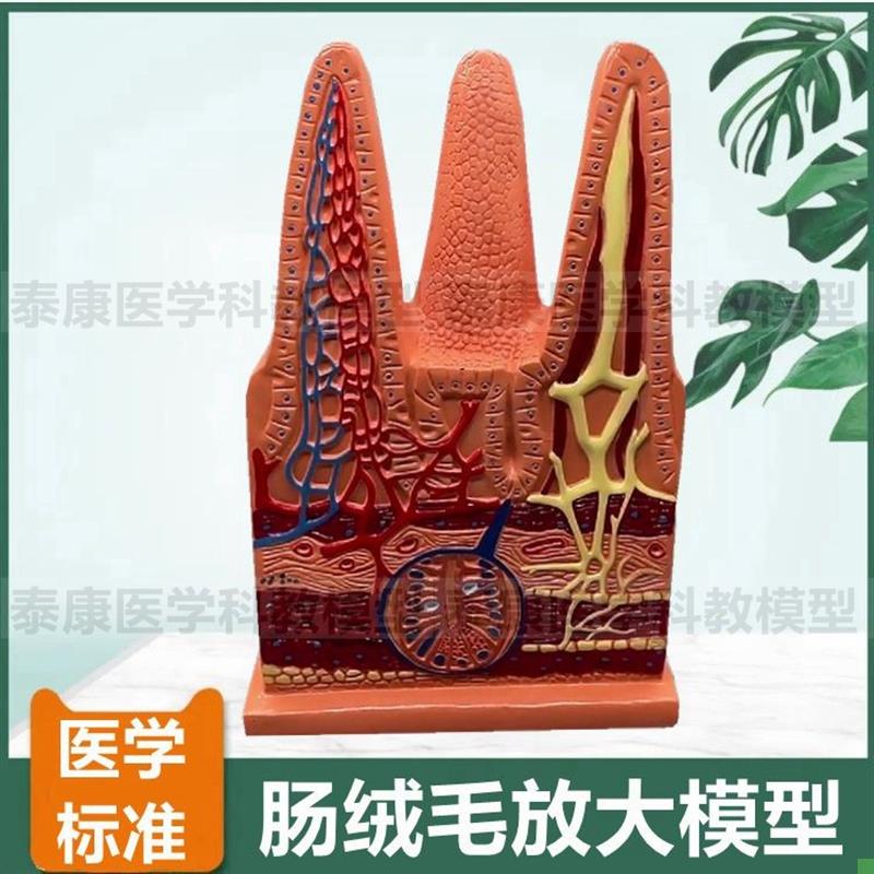 小肠组织结构肠绒毛肠壁放大皱襞微绒毛消化道黏S膜十二指肠空回