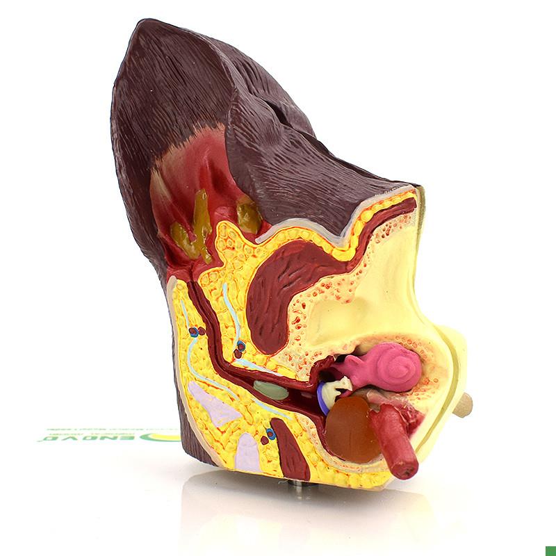 ENOVO颐诺狗耳朵疾病模型狗耳朵解剖I结构模型犬耳朵病理耳螨中耳