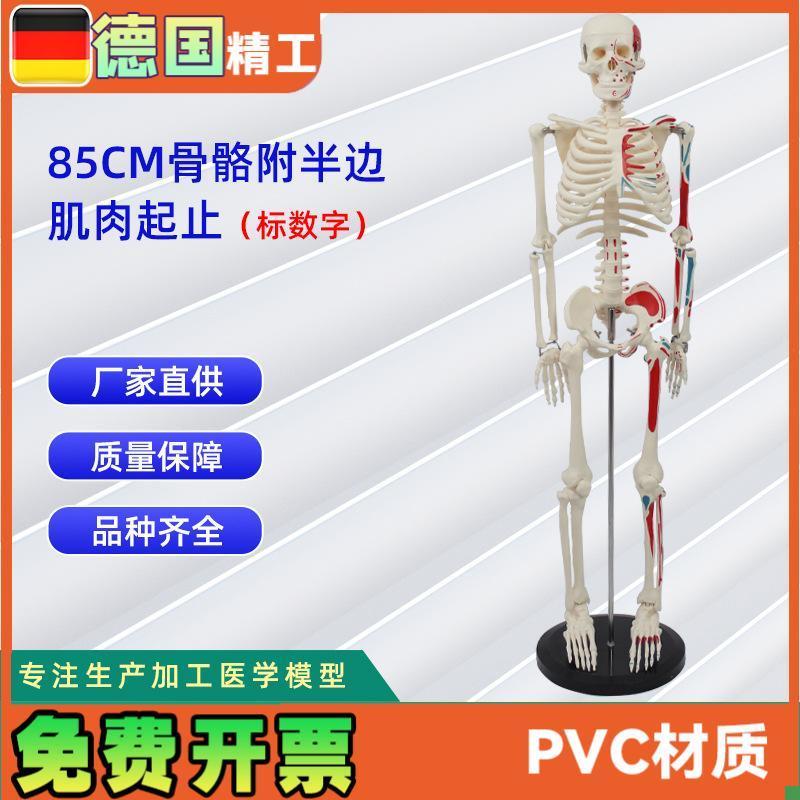 85CM附半边肌肉m起止的骨骼(标数字)人体骨骼模型医药展示器材