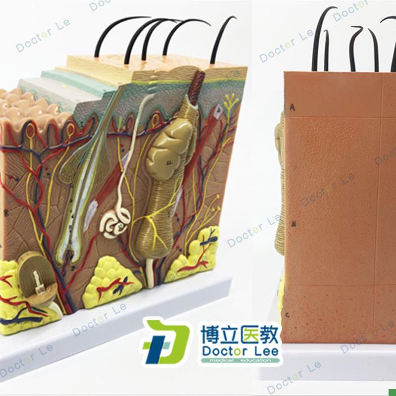 人体皮肤下组织结构放大50倍模型医学整形美W容院皮肤模型