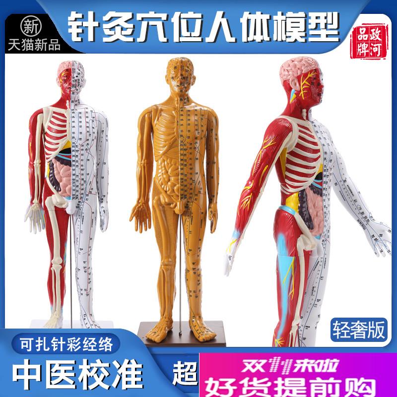 政河高级中医f针灸经络穴位人体模型人数字刻度器官骨骼十二全身