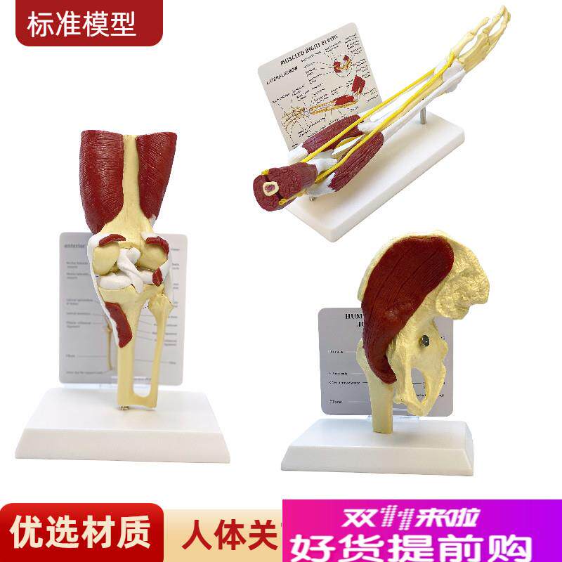 人体自然大上肢手臂n附肌肉关节神经髋模型膝关节韧带肘关节教具