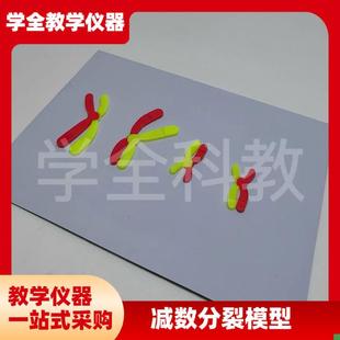 减数分裂中染色体j变化模型组件磁吸式磁贴高中生物实验器材教学