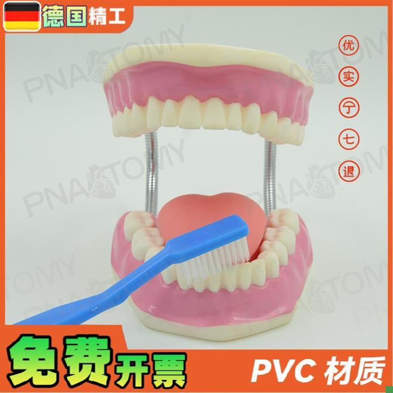 德国】牙齿模型幼儿园口腔教学刷牙示范玩具P教学口腔科牙医保健