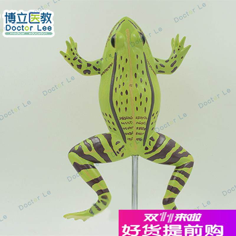 青蛙解剖模型医学用动物标本器官组织模具教学训U练培训练习仪器