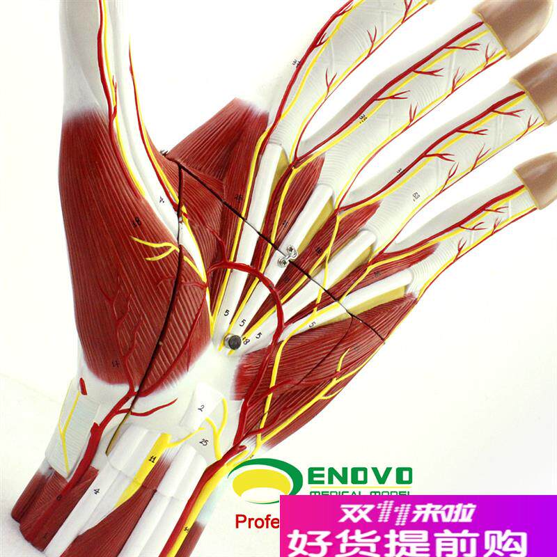 颐诺正品医用手掌解剖神经血管模型手H关节手足外科手部微创模型