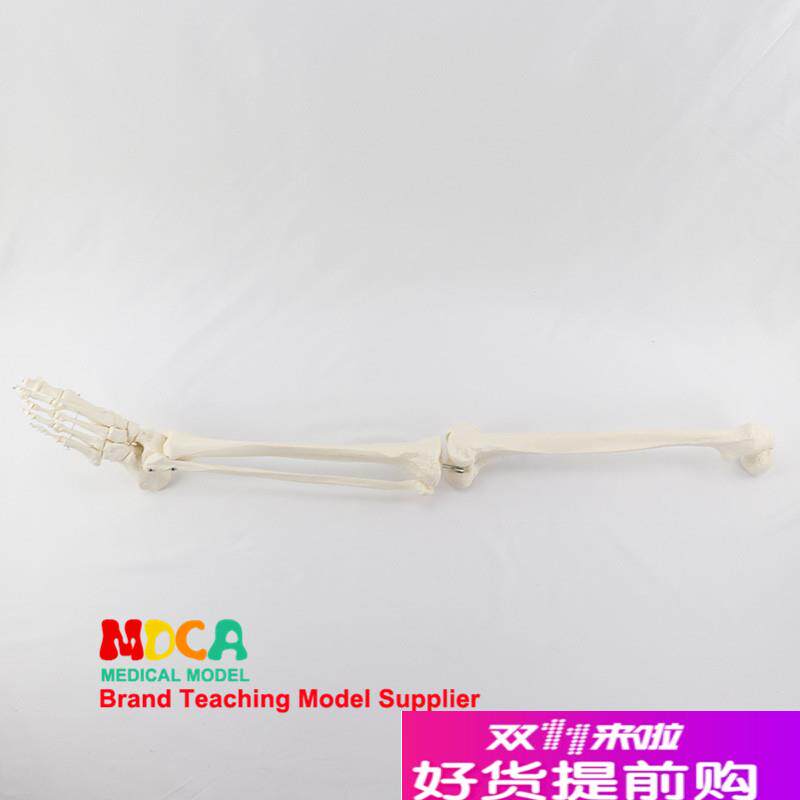 脚掌脚骨关d节模型带胫腓骨和股骨人体骨骼模型医学教学MJG005