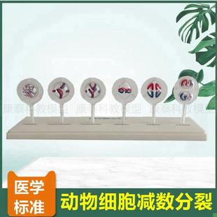 动物细胞减数分裂模型植物细胞有丝F分裂生物教具中学生实验器材