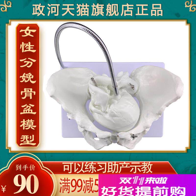 政河女性分娩骨盆模型产妇助产生育顺产示教O具医院学校用婴儿头