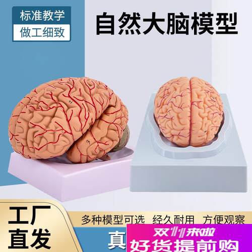 高端医学人体大脑解剖模型脑半球脑干脑室间M脑小脑模型神经科脑