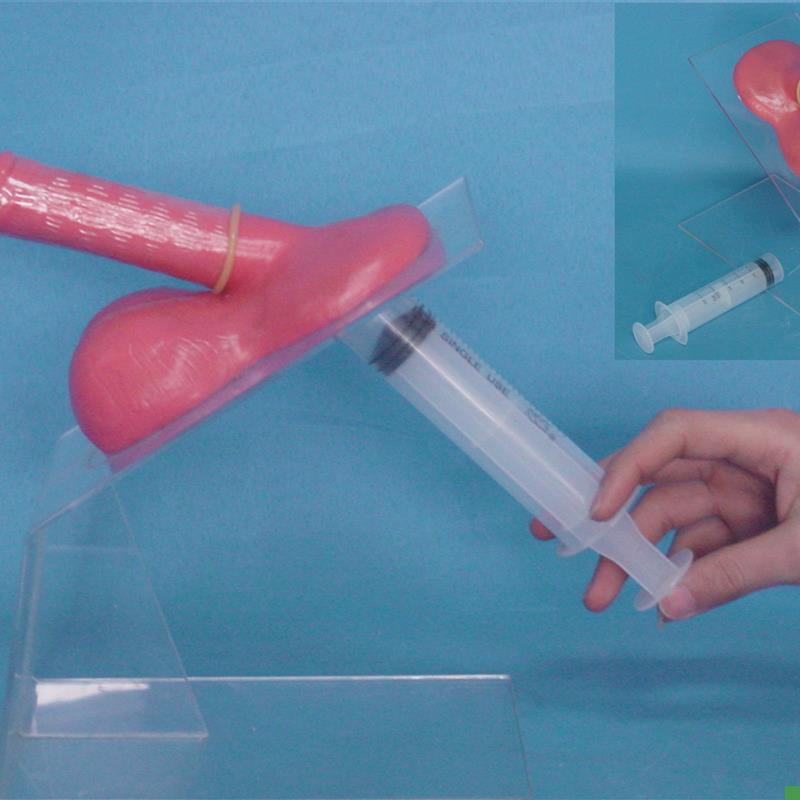 包邮男性保护套实习演示模型男性生F殖系统计生保健教学医用讲解