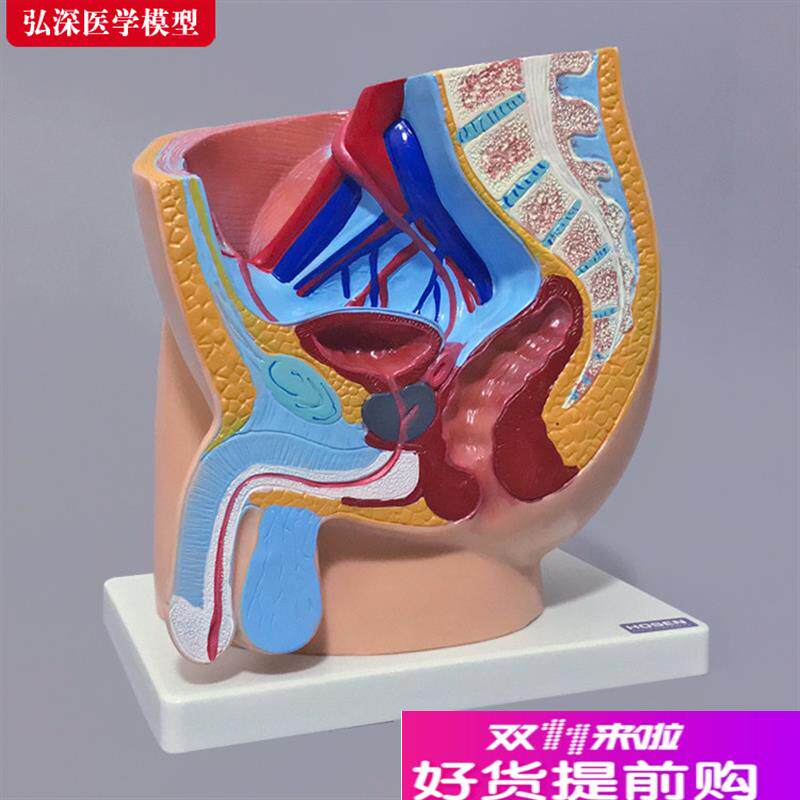男性生殖系统模型人体矢状解剖面结构骨盆腔M医学教学模具教具道