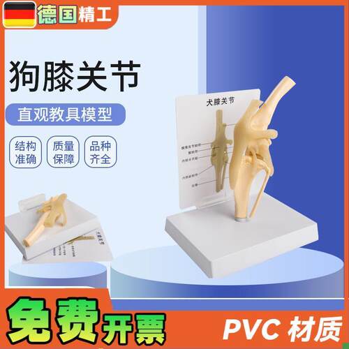 德国】犬骨骼模型仿m真PVC材质狗狗膝关节弯曲韧带腿骨宠物医生诊