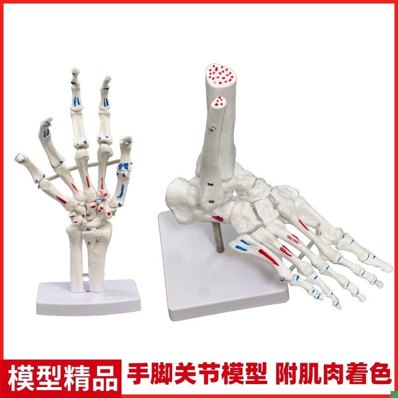 着色脚关节模型脚l骨骼模型足关节肌肉起止点脚骨手骨模型脚部结