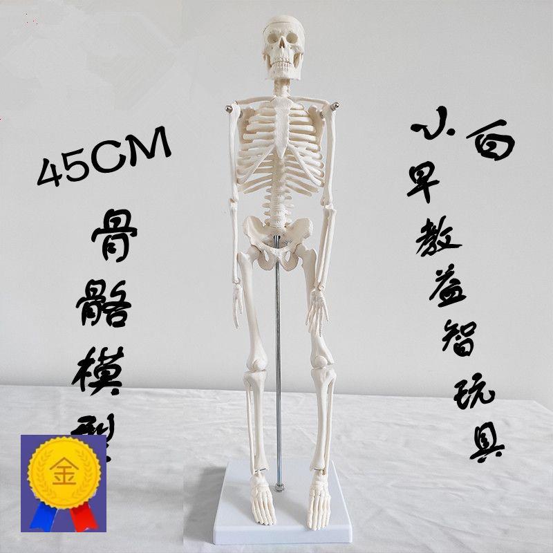 45cm 85cm 人体骨骼模型骨架 瑜伽教学装备医用仿真标本关节活动