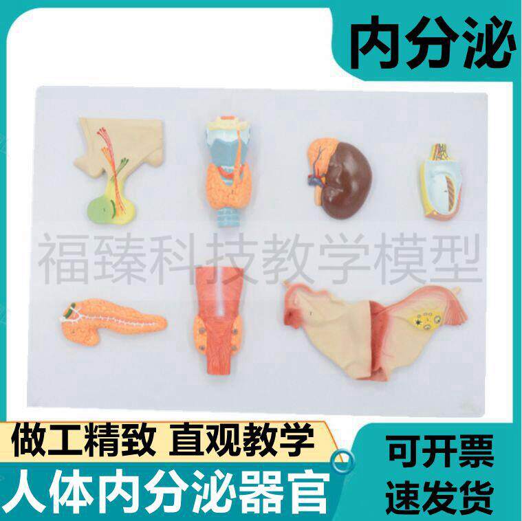 内分泌器官模型甲l状腺垂体肾上腺性腺胰腺甲状旁腺生理功能腺体