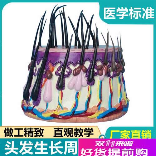 头发生长周期模型头皮结构皮下组织脱发过程毛R发毛囊毛根血管神