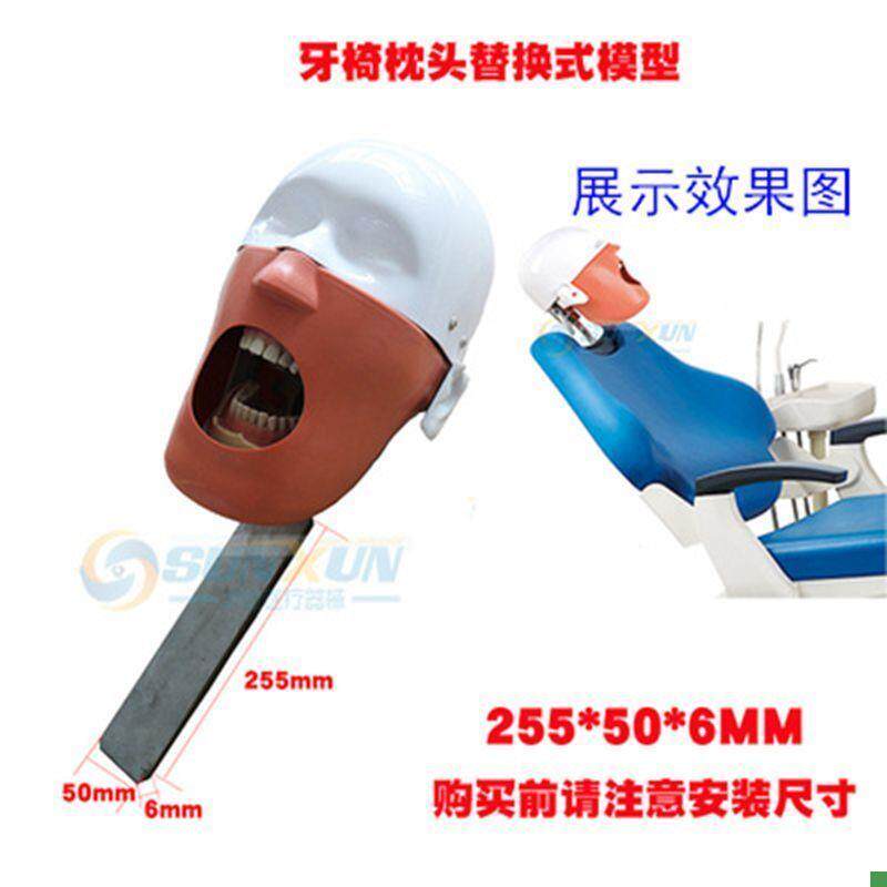 牙科仿真头模口腔简易头模可放牙D椅练习备牙头颅模型拆换牙齿