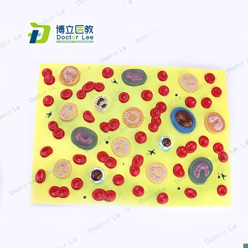 医学人体血细胞j放大模型血液病学内科病理生理教学模型