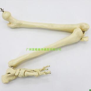 仿真人体下肢骨骨骼模型脚关节膝关节尺骨桡R骨大腿骨手臂骨头