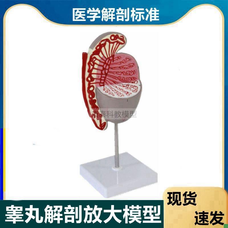 睾丸模型附睾输精管男性生殖精子发育过程生殖细胞男科Z医患临床