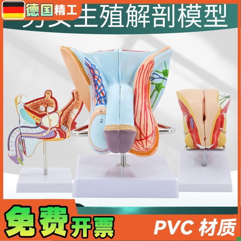 教学仿真男性f生殖泌尿系统标本女性内外生殖睾丸解剖模型医学