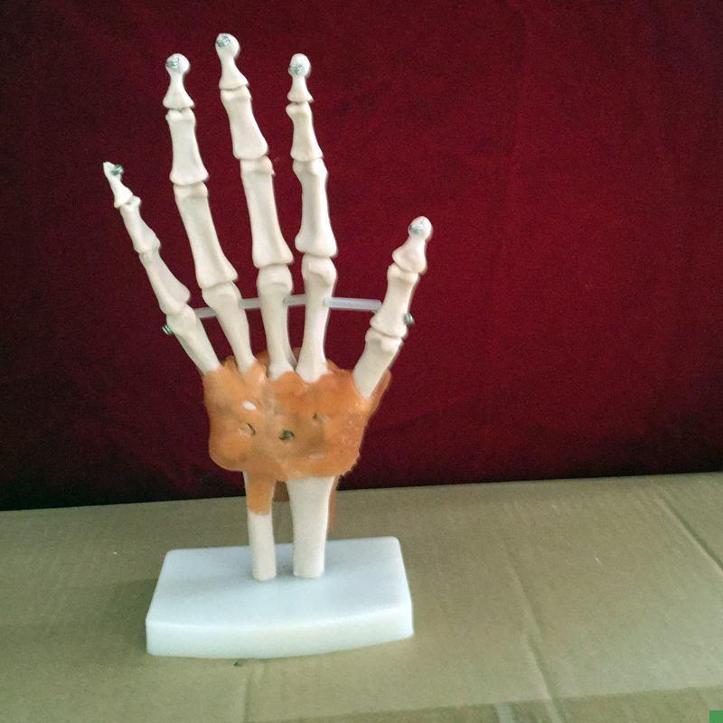 教学仿真自然g大手骨模型手指骨骼标本手掌带韧带模型1:1手骨关节