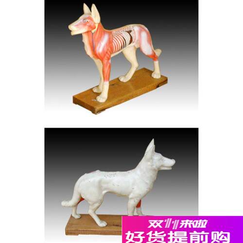 狗体针灸模f型动物针灸模型狗穴位模型狗解剖标本中医针灸