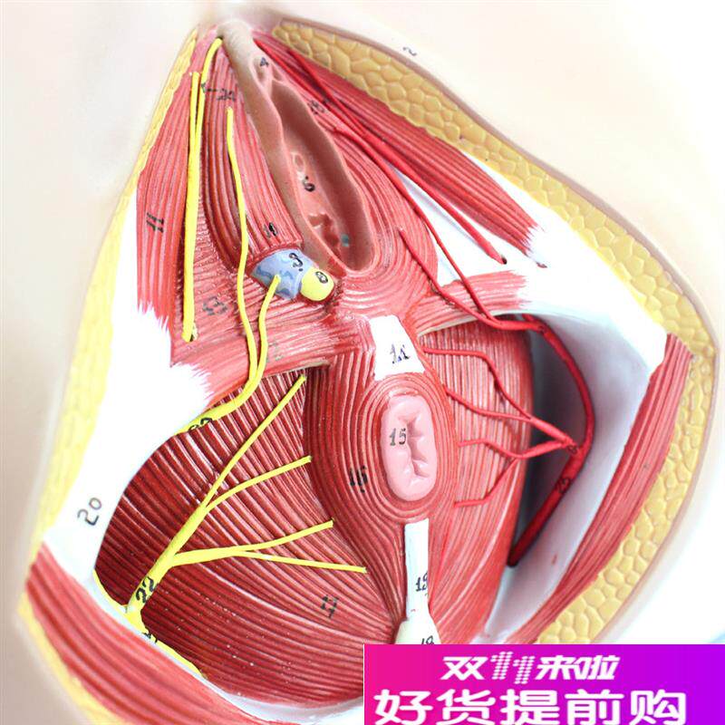 ENOVO颐诺h女性会阴模型骨盆血管神经盆底肌解剖教具妇科泌尿肛肠
