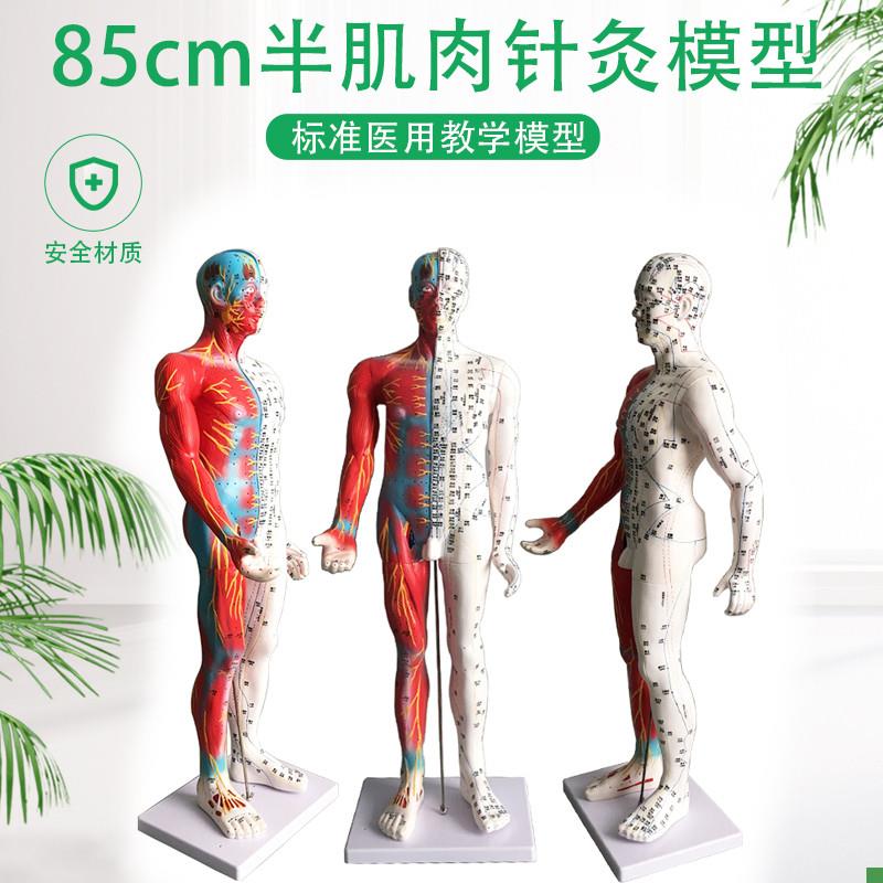 超清晰85CM人体针灸u模型半肌肉组织经络穴位模型教学模型