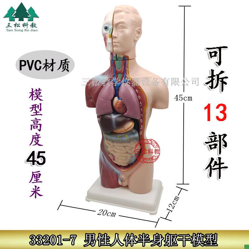 幼儿园区发现室生命认识人体器官模型少O年人体半身模型器材