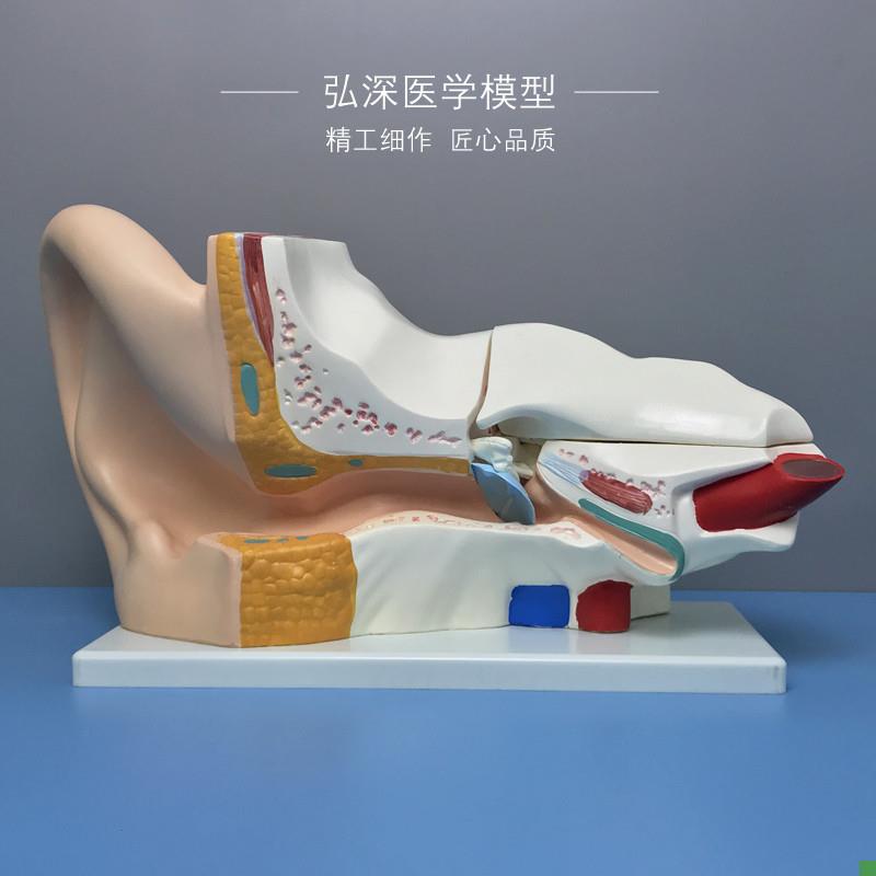 耳朵放大模型5倍可拆q耳道人体器官解剖结构教学模具弘深医学模型