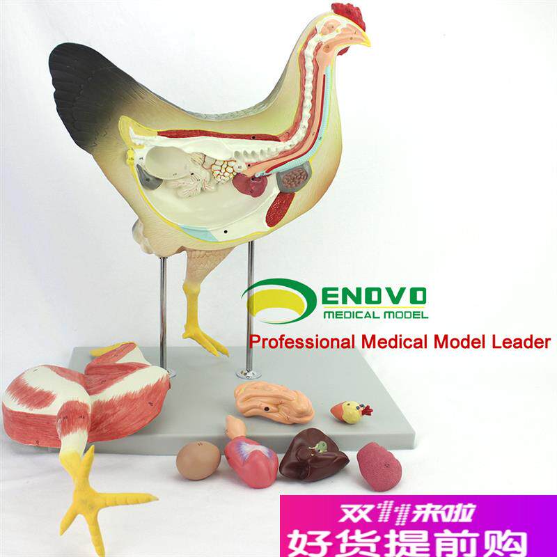 ENOVO正品鸡解剖模型牧器官内B脏肌肉神经家禽畜兽医学习动物解剖