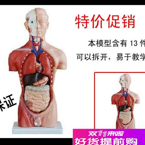 42CM男性躯干模型13件人体医学解剖R模型内脏解剖模型