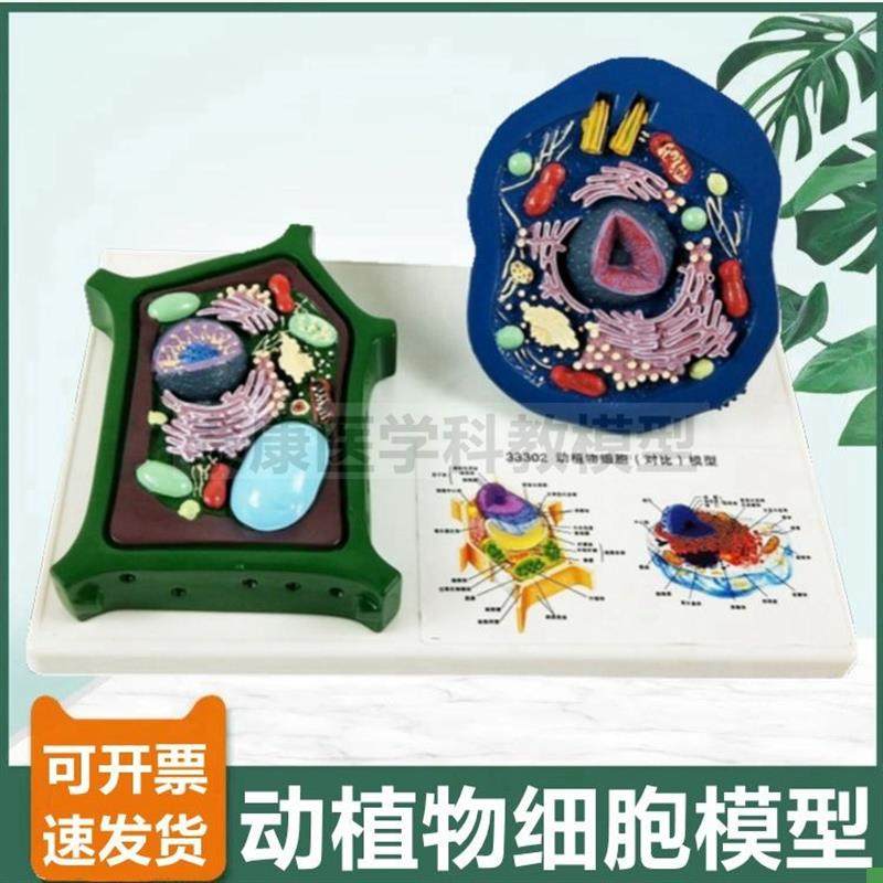 动物细胞模型植物k细胞生物课用细胞器叶绿体细胞核高尔基体线粒