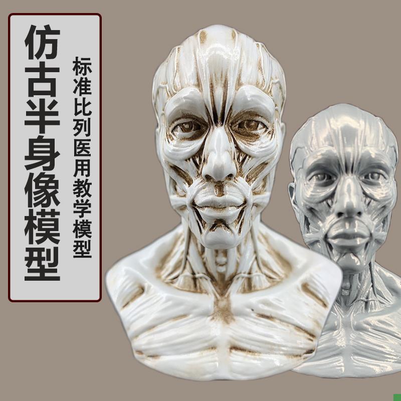 艺用人体肌肉头雕素体静物绘画B参考头骨模型美术半身像摆件造景