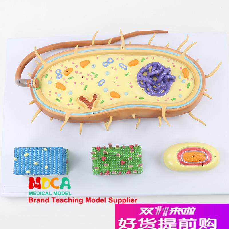 细菌细胞核模型染色体生物鞭毛F模型医学教学MXJ001