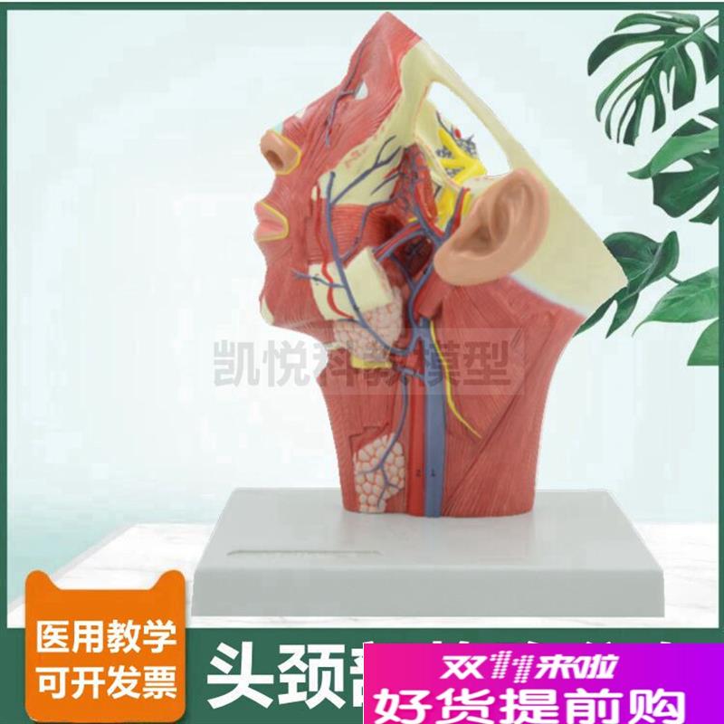头面部静脉分布j医美整形面神经动脉深浅肌肉颈部血管口腔牙医麻