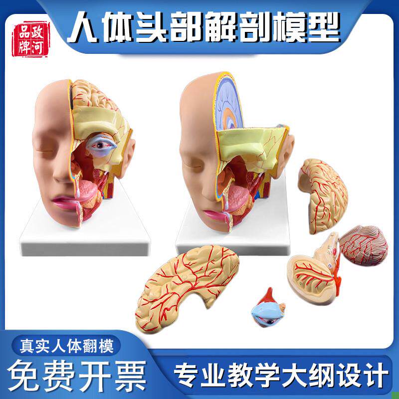 政河人体头c部结构解剖模型大脑神经血管脑干构造医院脑科学校教