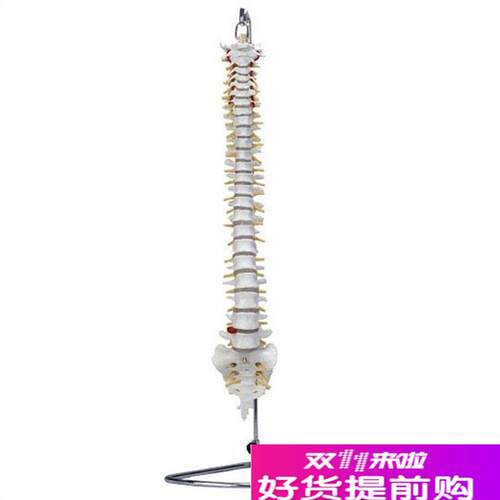 脊椎骨模型自然大脊椎带尾骨模型脊D椎模型人体脊椎脊柱模型腰椎