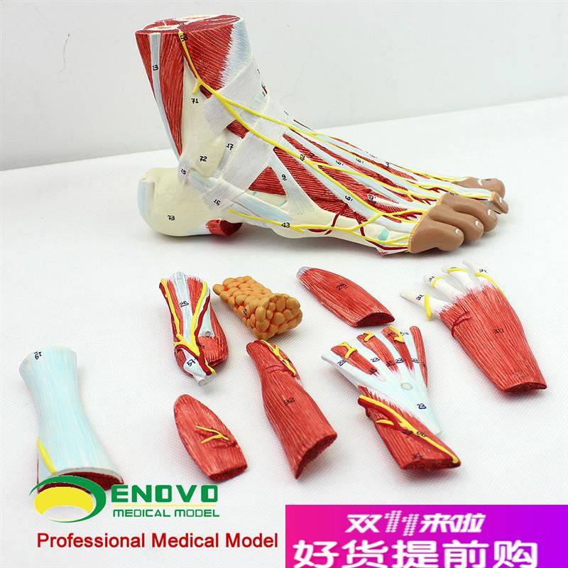 颐诺正品人体足底层次解剖脚关节肌肉神经血管R韧带模型手足外科