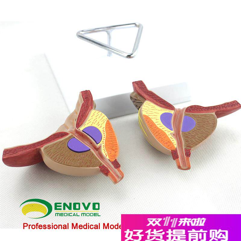 ENOVO颐诺医学前列腺解剖模型BDPH前列腺检查模型男性前列腺生殖