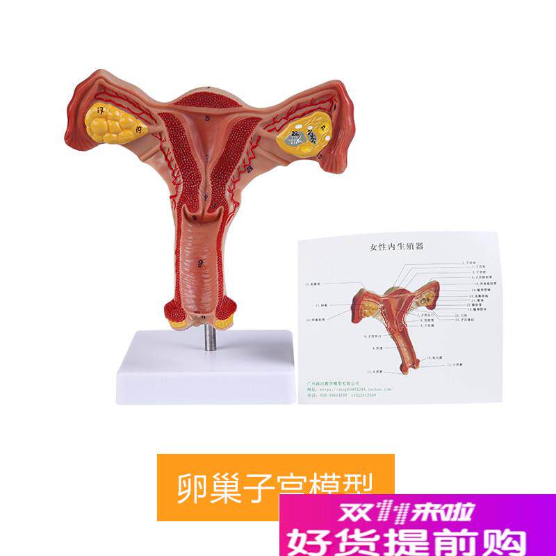 人体子宫模型逼真阴道子宫输卵管卵巢解剖模型健康教.育实训用具