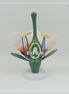 普信桃花模型典型m双子叶花构造绿色植物花蕊生物教学试验展示