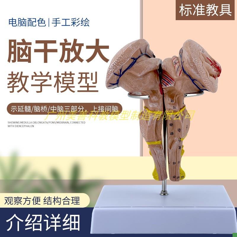 脑干间脑丘脑核团模型人体大脑神C经系统神经科教学教学医学用解