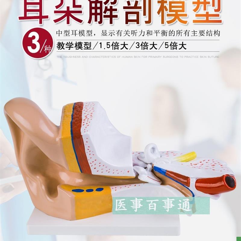 3倍放大耳朵模型医患沟通耳朵结构解剖3部件外W耳道耳廓模型