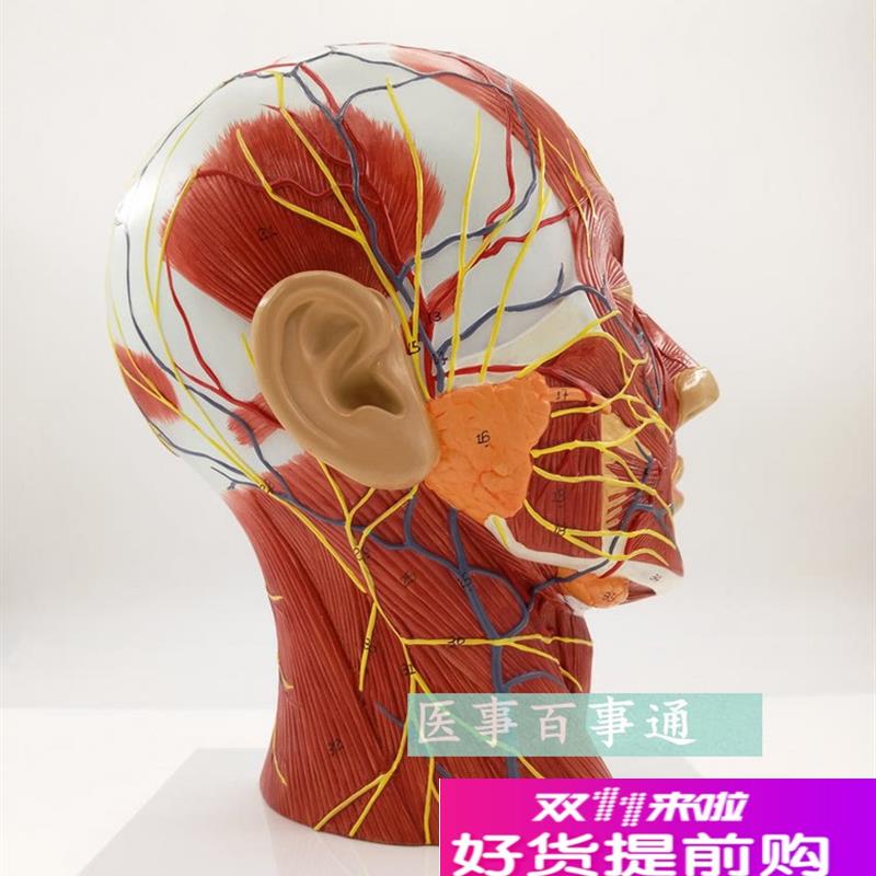 头部矢状解剖模型血管神经模型美容G面部神经血管模型微整形模型